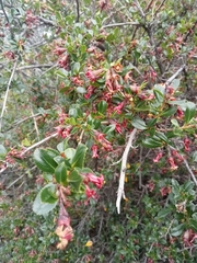 Escallonia rubra
