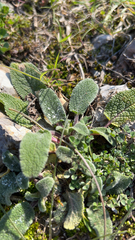 Stachys byzantina