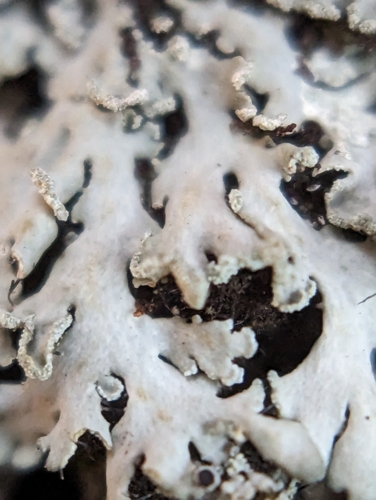 Powdered Fringe Lichen