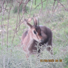 Gazella gazella