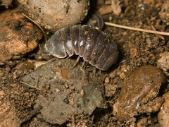 Armadillo officinalis