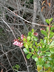 Escallonia rubra