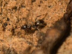 Lasius