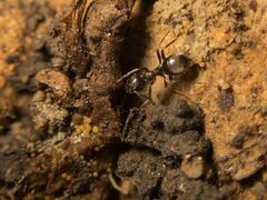 Lasius