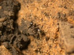Lasius