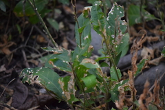 Petiveria alliacea