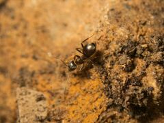Lasius