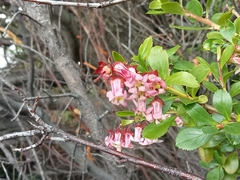 Escallonia rubra