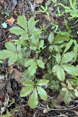 Pseudopanax discolor