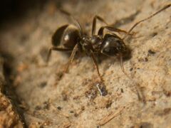 Lasius