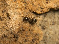 Lasius