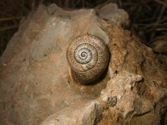 Otala punctata
