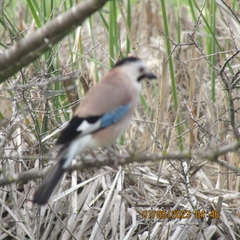 Garrulus glandarius atricapillus