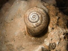 Otala punctata