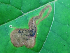 Amauromyza pleuralis