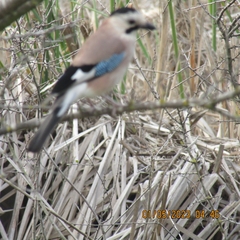 Garrulus glandarius atricapillus