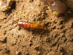 Dermaptera