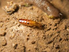 Dermaptera