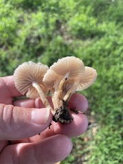 Marasmius albogriseus