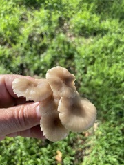 Marasmius albogriseus