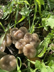 Marasmius albogriseus