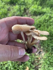 Marasmius albogriseus
