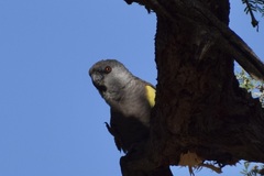 Poicephalus rueppellii