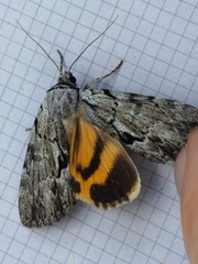 Catocala gracilis
