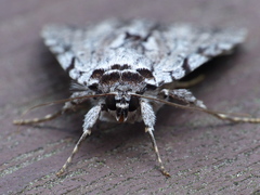 Catocala gracilis