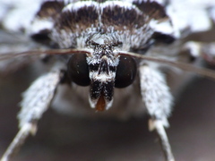 Catocala gracilis
