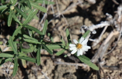 Melampodium cinereum