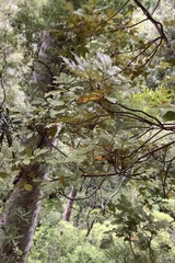 Pseudopanax discolor