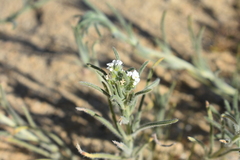 Johnstonella angustifolia