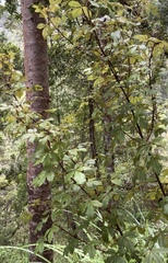 Pseudopanax discolor