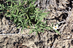 Melampodium cinereum