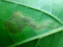 Amauromyza pleuralis