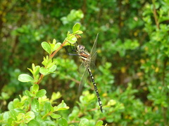 Synthemis eustalacta