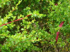 Synthemis eustalacta