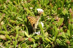 Lycaena