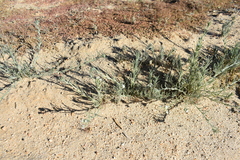 Johnstonella angustifolia