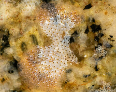 Cryptosula pallasiana