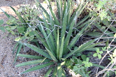 Agave univittata