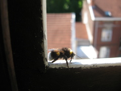 Bombus