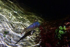 Ostorhinchus norfolcensis