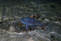 Ostorhinchus norfolcensis