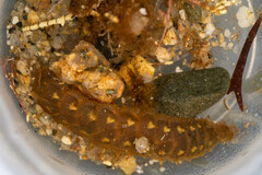 Lepidonotus squamatus