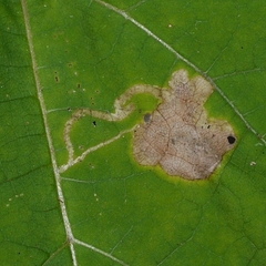 Amauromyza pleuralis