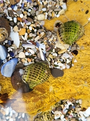 Acanthinucella punctulata