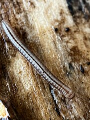 Brachyiulus