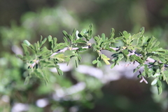 Vachellia rigidula